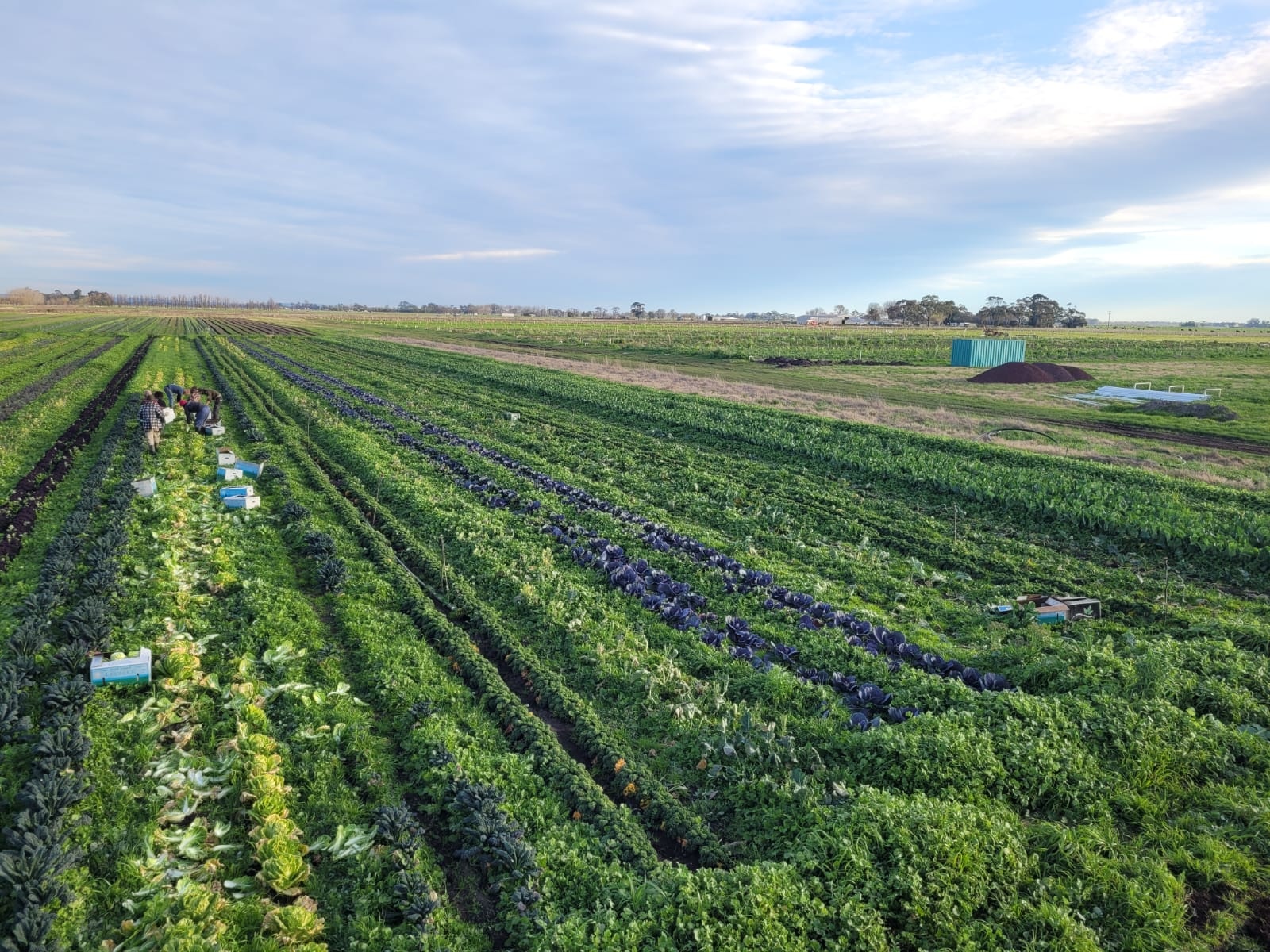 Harvesting / Planting Farm Hands Job in Melbourne Thriving Foods Farm