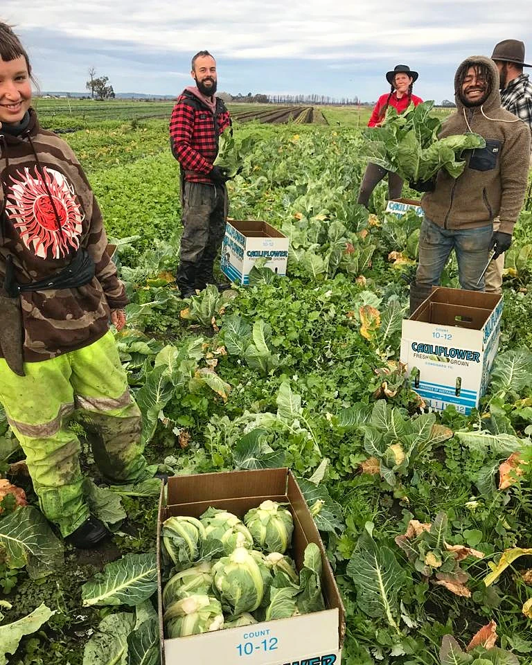 Harvesting / Planting Farm Hands Job in Melbourne Thriving Foods Farm